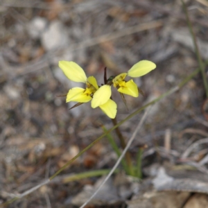 Diuris chryseopsis at Kambah, ACT - 7 Oct 2018