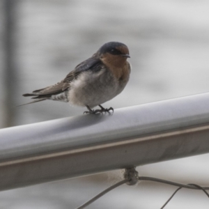 Hirundo neoxena at Kingston, ACT - 9 Oct 2018