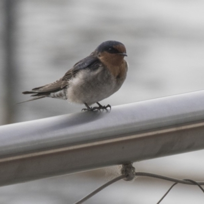 Hirundo neoxena (Welcome Swallow) at Kingston, ACT - 8 Oct 2018 by Alison Milton