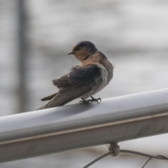 Hirundo neoxena at Kingston, ACT - 9 Oct 2018