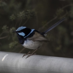 Malurus cyaneus at Kingston, ACT - 9 Oct 2018 08:22 AM