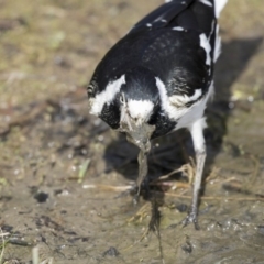 Grallina cyanoleuca (Magpie-lark) at Kingston, ACT - 9 Oct 2018 by AlisonMilton