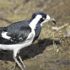 Grallina cyanoleuca at Kingston, ACT - 9 Oct 2018