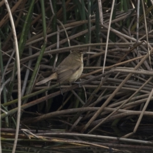 Acrocephalus australis at Kingston, ACT - 9 Oct 2018 08:28 AM