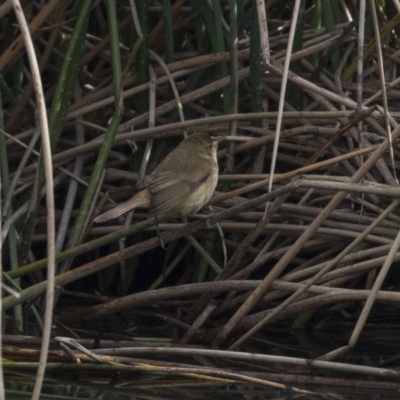 Acrocephalus australis (Australian Reed-Warbler) at Kingston, ACT - 8 Oct 2018 by Alison Milton