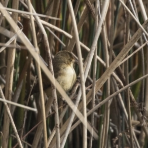 Acrocephalus australis at Kingston, ACT - 9 Oct 2018 08:28 AM