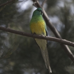 Psephotus haematonotus (Red-rumped Parrot) at Kingston, ACT - 8 Oct 2018 by Alison Milton