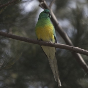 Psephotus haematonotus at Kingston, ACT - 9 Oct 2018