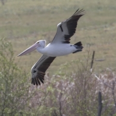 Pelecanus conspicillatus (Australian Pelican) at Fyshwick, ACT - 9 Oct 2018 by AlisonMilton