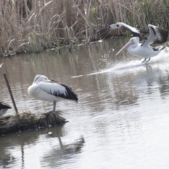 Pelecanus conspicillatus at Fyshwick, ACT - 9 Oct 2018