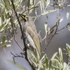 Caligavis chrysops (Yellow-faced Honeyeater) at Fyshwick, ACT - 8 Oct 2018 by Alison Milton