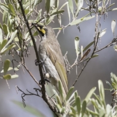 Caligavis chrysops (Yellow-faced Honeyeater) at Fyshwick, ACT - 9 Oct 2018 by AlisonMilton