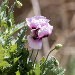 Papaver somniferum at Fyshwick, ACT - 9 Oct 2018 09:59 AM