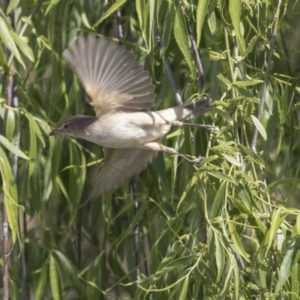 Acrocephalus australis at Fyshwick, ACT - 9 Oct 2018 10:05 AM