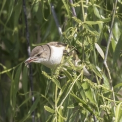 Acrocephalus australis at Fyshwick, ACT - 9 Oct 2018 10:05 AM