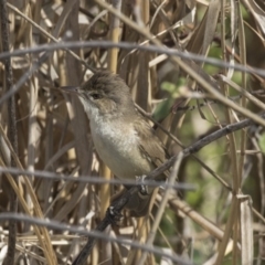 Acrocephalus australis at Fyshwick, ACT - 9 Oct 2018 10:05 AM