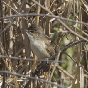 Acrocephalus australis at Fyshwick, ACT - 9 Oct 2018