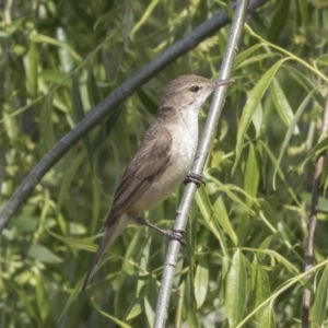 Acrocephalus australis at Fyshwick, ACT - 9 Oct 2018 10:05 AM