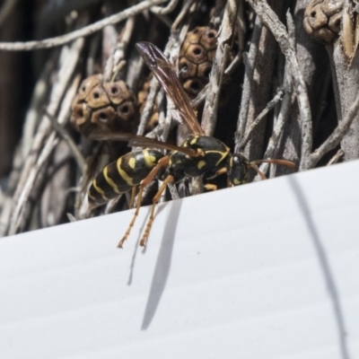 Polistes (Polistes) chinensis (Asian paper wasp) at Fyshwick, ACT - 9 Oct 2018 by Alison Milton