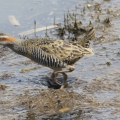 Gallirallus philippensis (Buff-banded Rail) at Fyshwick, ACT - 9 Oct 2018 by AlisonMilton