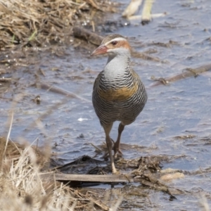 Gallirallus philippensis at Fyshwick, ACT - 9 Oct 2018 10:52 AM