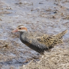 Gallirallus philippensis at Fyshwick, ACT - 9 Oct 2018 10:52 AM