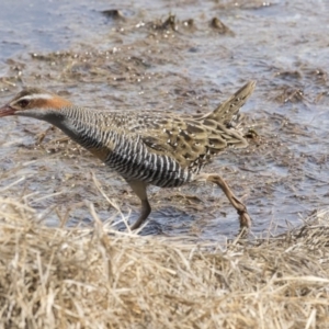 Gallirallus philippensis at Fyshwick, ACT - 9 Oct 2018 10:52 AM