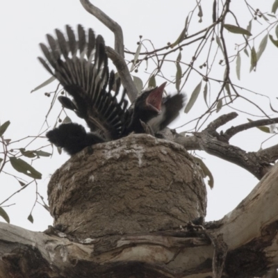 Corcorax melanorhamphos (White-winged Chough) at Symonston, ACT - 9 Oct 2018 by AlisonMilton