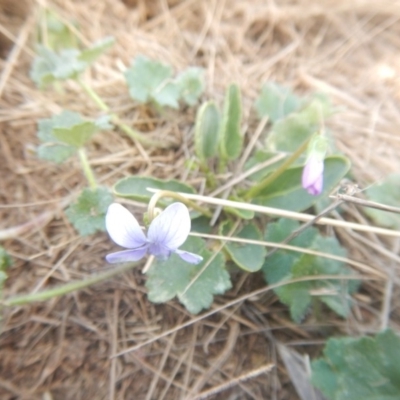 Viola betonicifolia (Mountain Violet) at Amaroo, ACT - 9 Oct 2018 by MichaelMulvaney