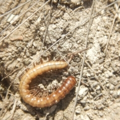 Paradoxosomatidae sp. (family) (Millipede) at Amaroo, ACT - 9 Oct 2018 by MichaelMulvaney