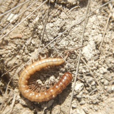 Paradoxosomatidae sp. (family) (Millipede) at Amaroo, ACT - 9 Oct 2018 by MichaelMulvaney