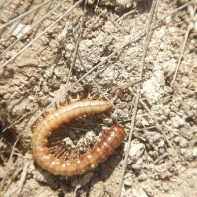 Paradoxosomatidae sp. (family) (Millipede) at Amaroo, ACT - 8 Oct 2018 by MichaelMulvaney