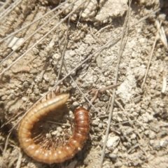 Paradoxosomatidae sp. (family) at Amaroo, ACT - 9 Oct 2018 10:42 AM