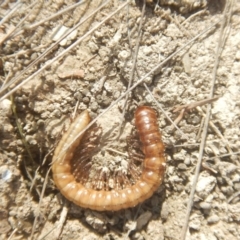 Paradoxosomatidae sp. (family) at Amaroo, ACT - 9 Oct 2018 10:42 AM