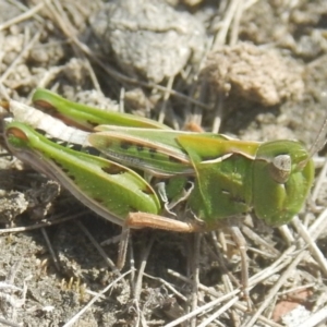 Perala viridis at Amaroo, ACT - 9 Oct 2018 10:46 AM