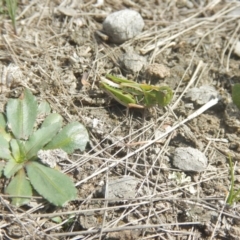 Perala viridis at Amaroo, ACT - 9 Oct 2018 10:46 AM