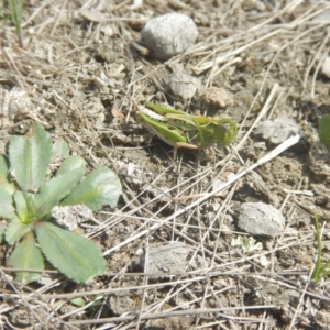 Perala viridis at Amaroo, ACT - 9 Oct 2018 10:46 AM