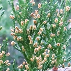 Callitris rhomboidea (Port Jackson Pine, Oyster Bay Pine) at Bermagui, NSW - 4 May 2014 by robndane