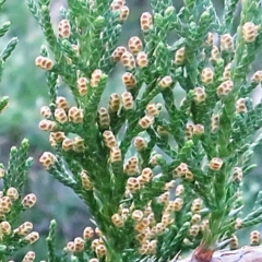 Callitris rhomboidea (Port Jackson Pine, Oyster Bay Pine) at Bermagui, NSW - 3 May 2014 by robndane