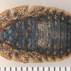 Laxta granicollis (Common bark or trilobite cockroach) at Barragga Bay, NSW - 12 Feb 2015 by robndane