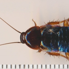 Melanozosteria feriarum (Tawny dark woodland cockroach) at Barragga Bay, NSW - 12 Feb 2015 by robndane