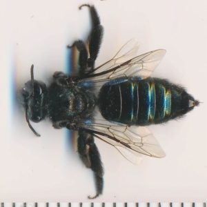 Leioproctus (Lamprocolletes) chalybeatus at Bermagui, NSW - 18 Feb 2015 12:00 AM