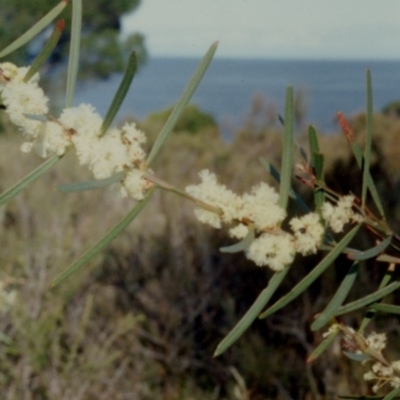 Acacia suaveolens (Sweet Wattle) at Tathra, NSW - 11 Jun 1992 by robndane