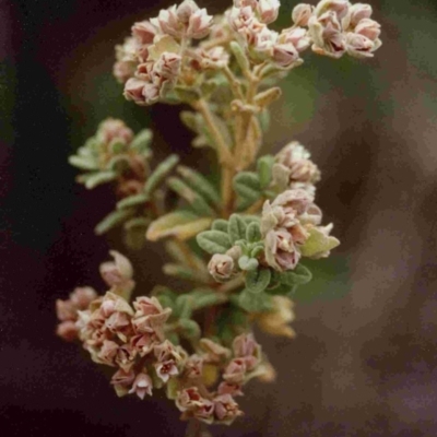 Zieria littoralis (Downy Zieria) at Tathra, NSW - 10 Aug 1991 by robndane