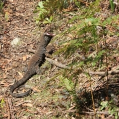 Varanus varius (Lace Monitor) at Monga National Park - 9 Oct 2018 by nickhopkins