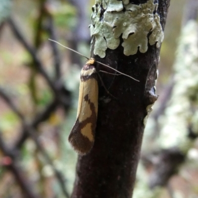 Oecophoridae provisional species 8 at Jerrabomberra, NSW - 9 Oct 2018 by Wandiyali