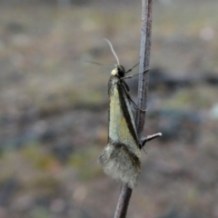 Philobota undescribed species near arabella (A concealer moth) at Jerrabomberra, NSW - 10 Oct 2018 by Wandiyali