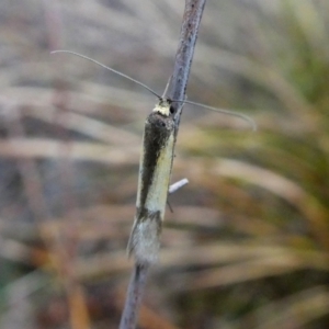 Philobota undescribed species near arabella at Jerrabomberra, NSW - 10 Oct 2018 06:30 AM