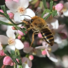 Trichocolletes sp. (genus) (Spring Bee) at Acton, ACT - 1 Oct 2018 by PeterA