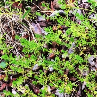 Galium aparine (Goosegrass, Cleavers) at Lake Burley Griffin West - 5 Oct 2018 by ruthkerruish